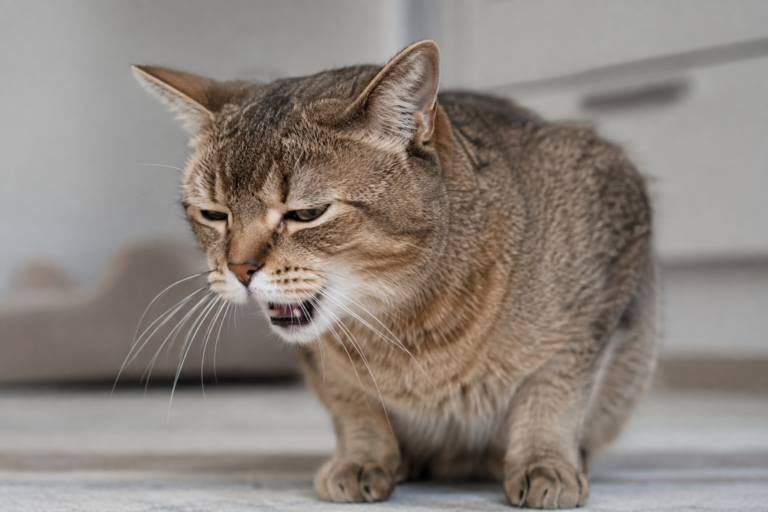 Gato tossindo durante avaliação de um problema respiratório